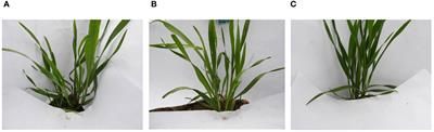 Identification of wheat seedling varieties based on MssiapNet